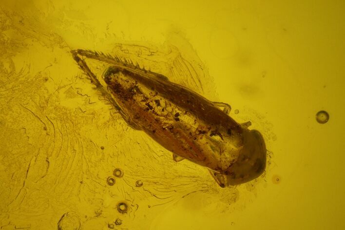 Two Fossil Cicada Larvae (Auchenorrhyncha) In Baltic Amber #142208